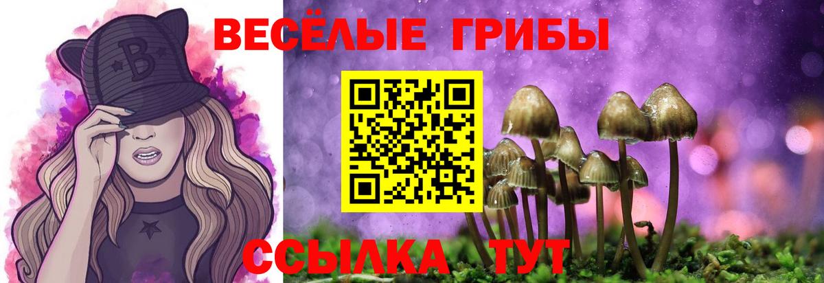 Галлюциногенные грибы Psilocybe Кропоткин